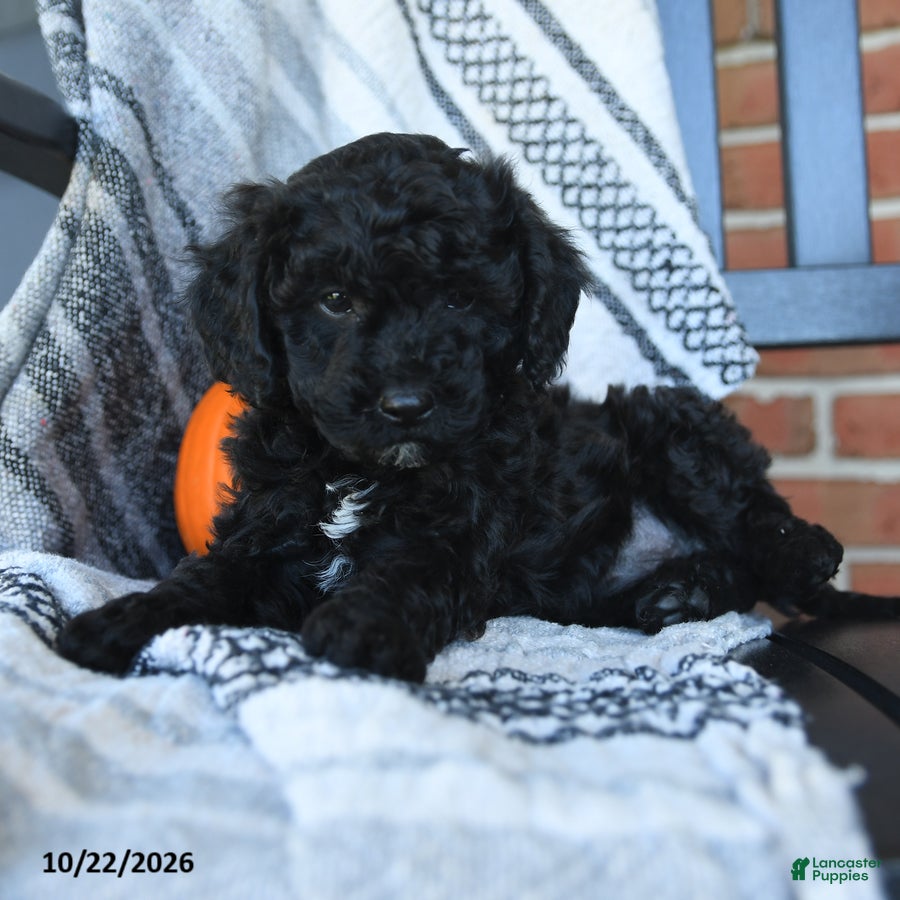 Cavapoo dogs Midnight - Ad 2