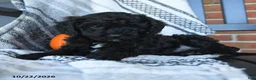 Cavapoo dogs for sale: Midnight - Ad 2