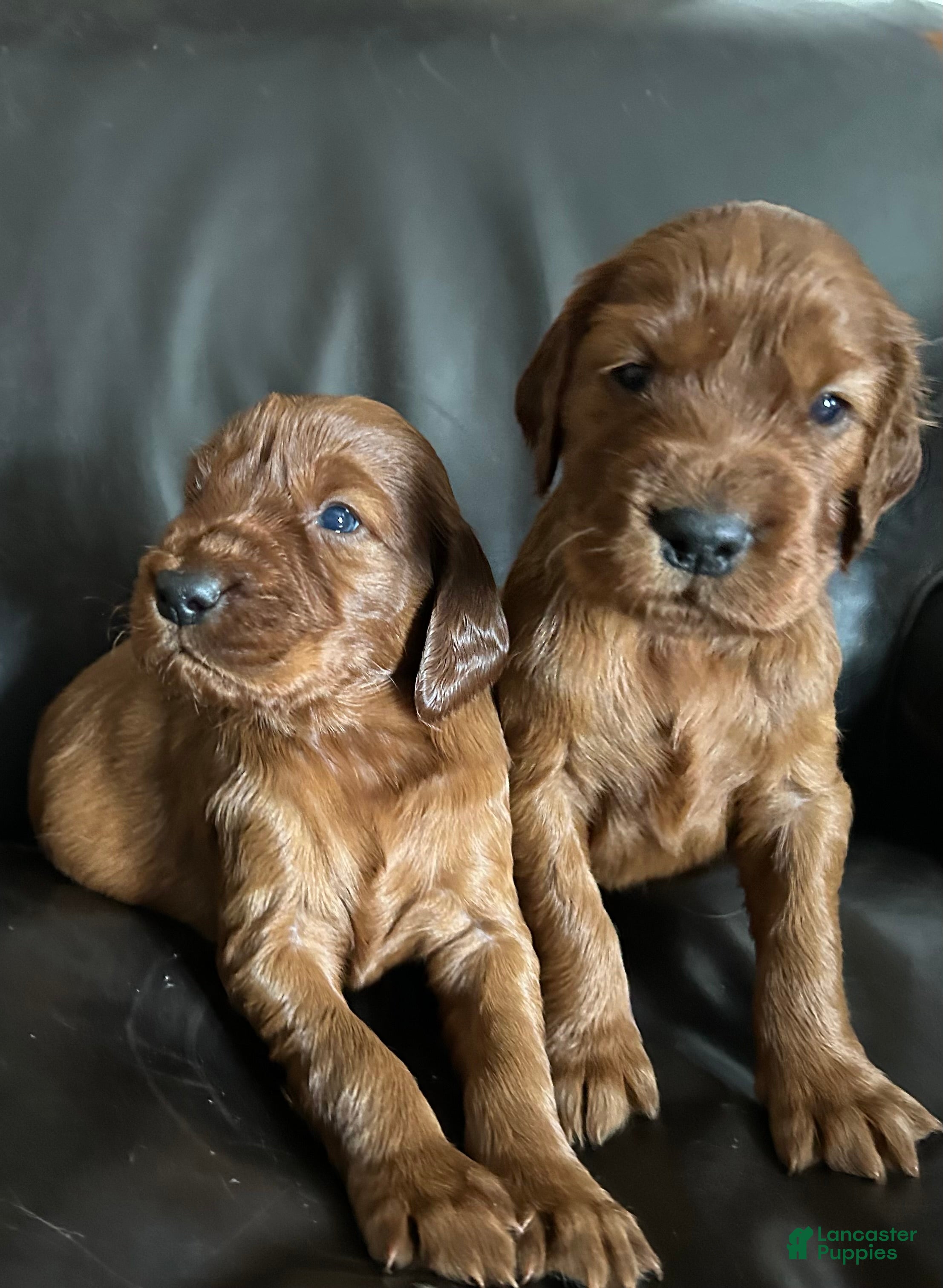 Irish Setter dogs Irish Setter Puppy 7 - Ad 24