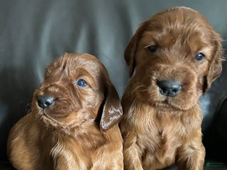 Irish Setter dogs Irish Setter Puppy 7 - Ad 24