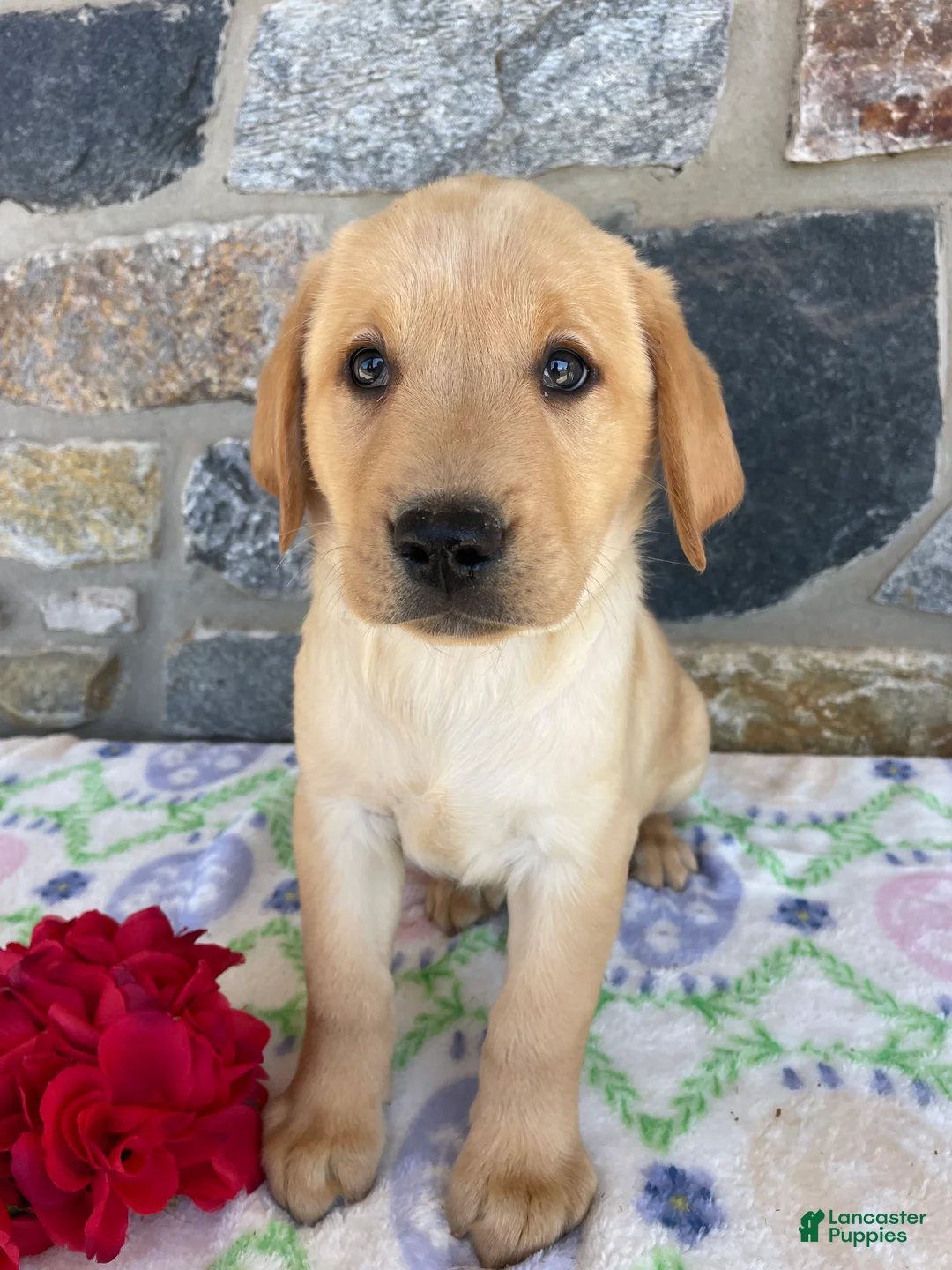 Labrador Retriever dogs for sale: Cooper - Ad 1