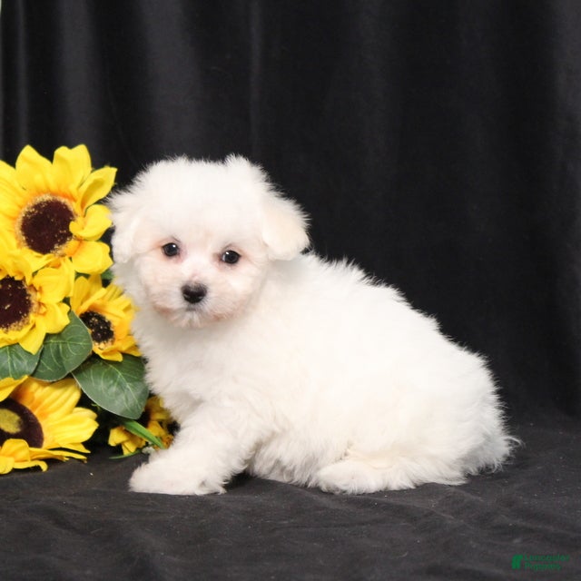 Bichon Frise dogs Marsha - Ad 2