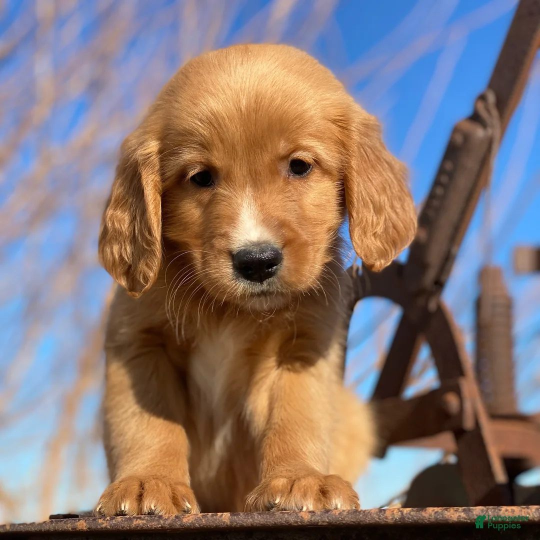 Mixed Breed dogs for sale: Charlie - Ad 2