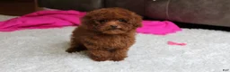 Toy Poodle dogs for sale: Mia - Ad 3