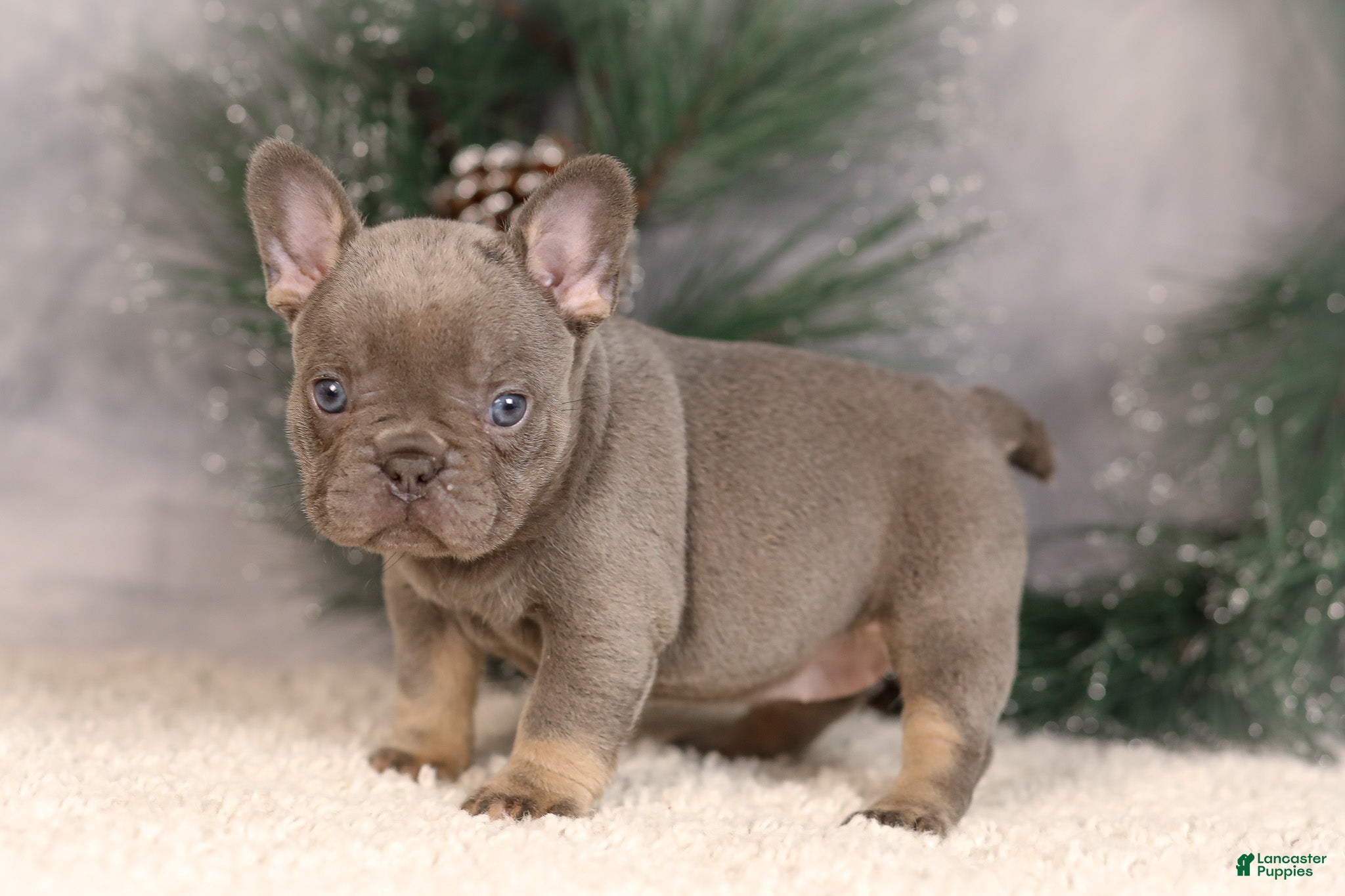 French Bulldog dogs Bluey - Ad 9