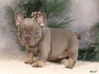 French Bulldog dogs Bluey - Ad 38
