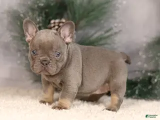 French Bulldog dogs Bluey - Ad 24