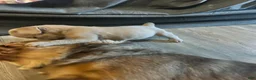 French Bulldog dogs for sale: Moby - Ad 5