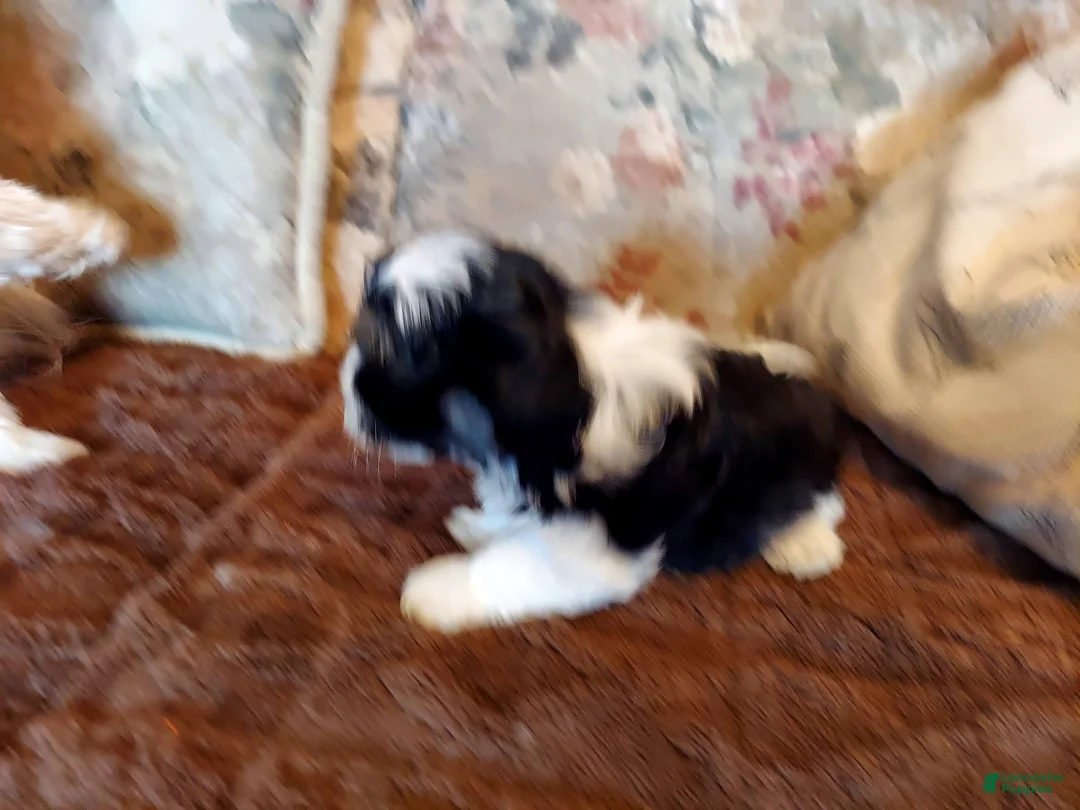 Havanese dogs for sale: Havanese Puppy 2 - Ad 3