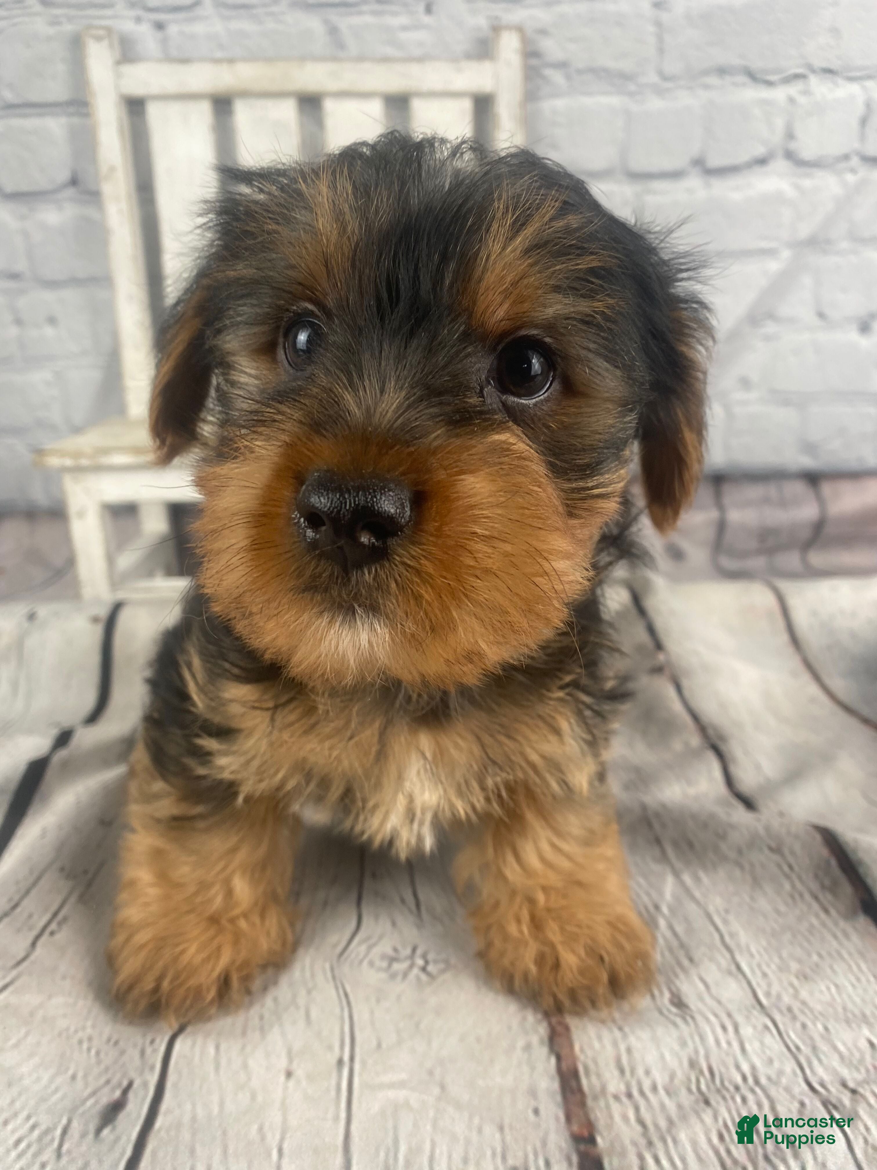 Yorkshire Terrier dogs Andy - Ad 2