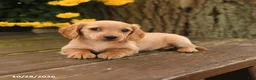 Miniature Dachshund dogs for sale: Daisy - Ad 4