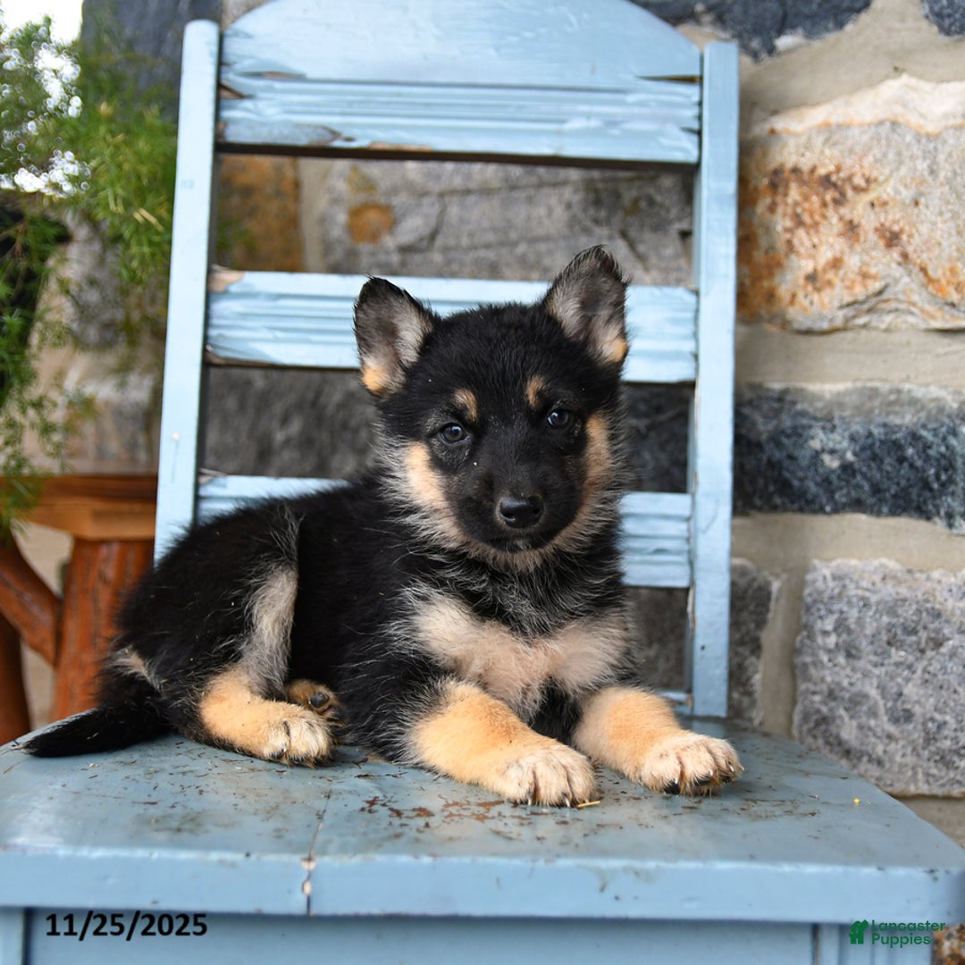 Gerberian Shepsky dogs for sale: Pixel - Ad 4