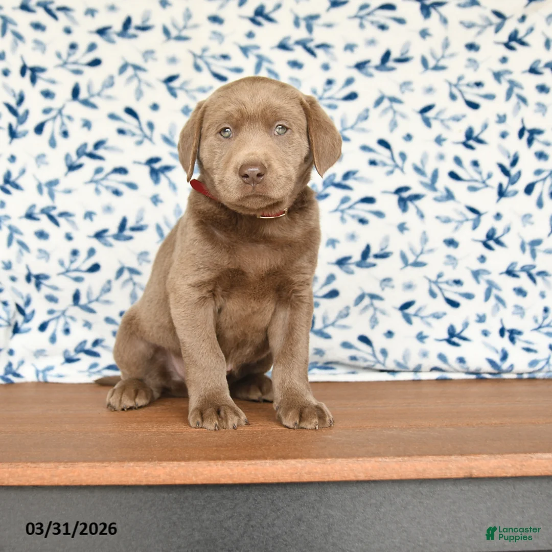 Labrador Retriever dogs for sale: Gage - Ad 1