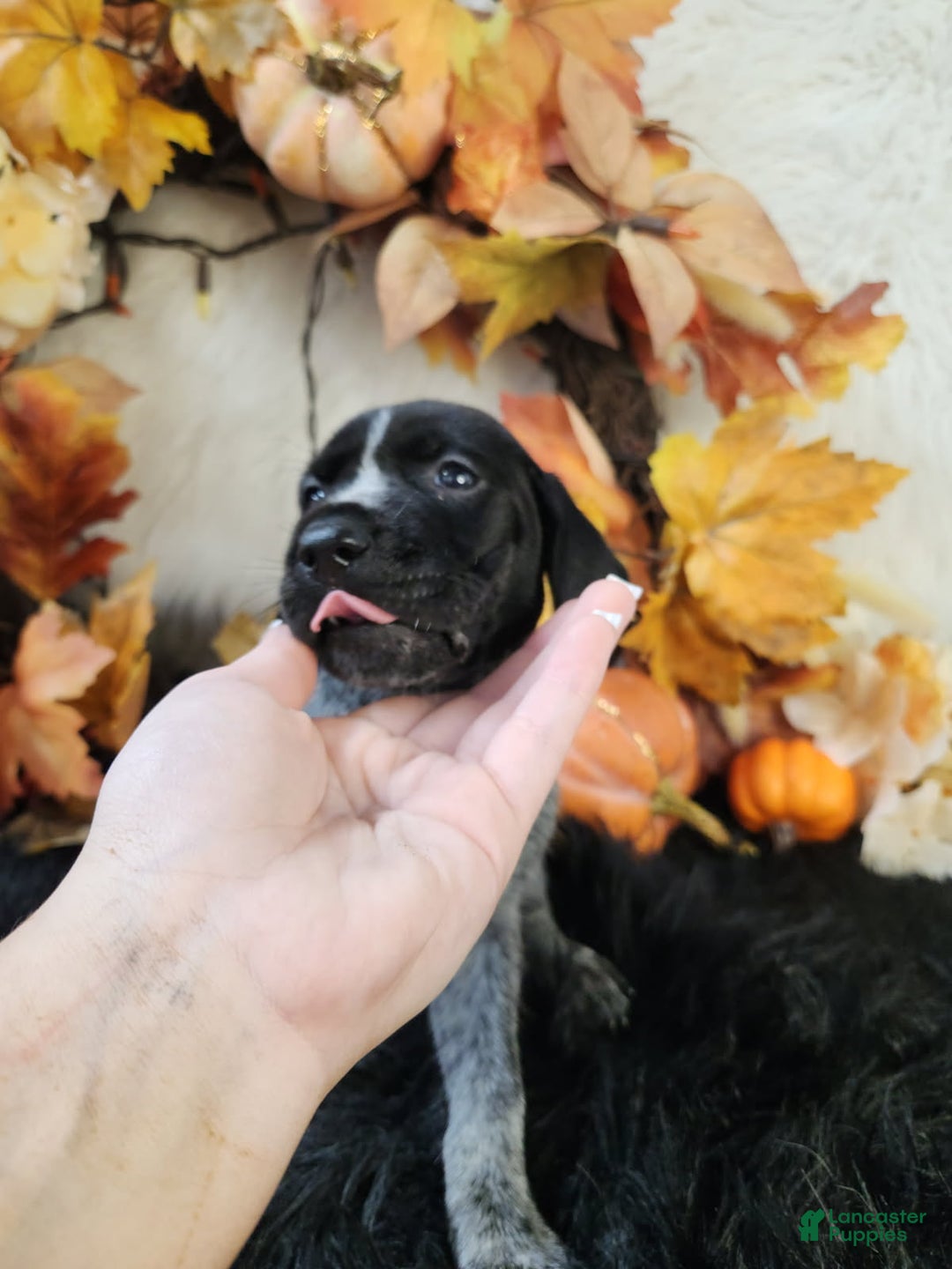 German Shorthaired Pointer dogs for sale: German Shorthaired Pointer litter of 3 puppies - Ad 4
