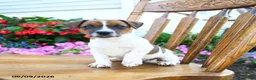 Jack Russell Terrier dogs for sale: Mint chip - Ad 1