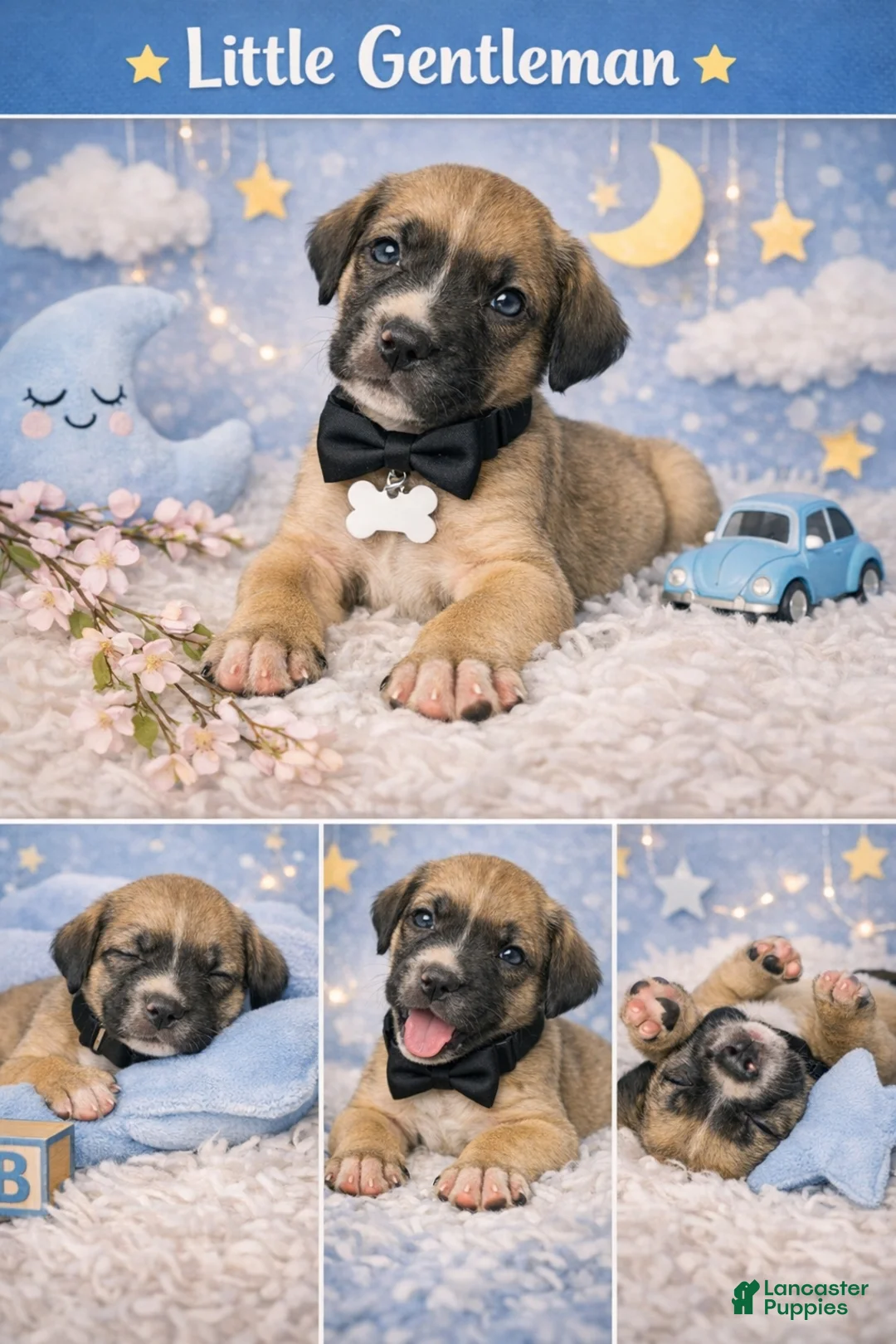 English Mastiff dogs for sale: English Mastiff Puppy 2 - Ad 1