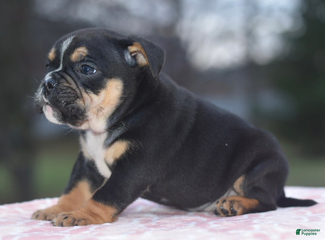 Mixed Breed dogs for sale: Emma tricolor hybrid  - Ad 11