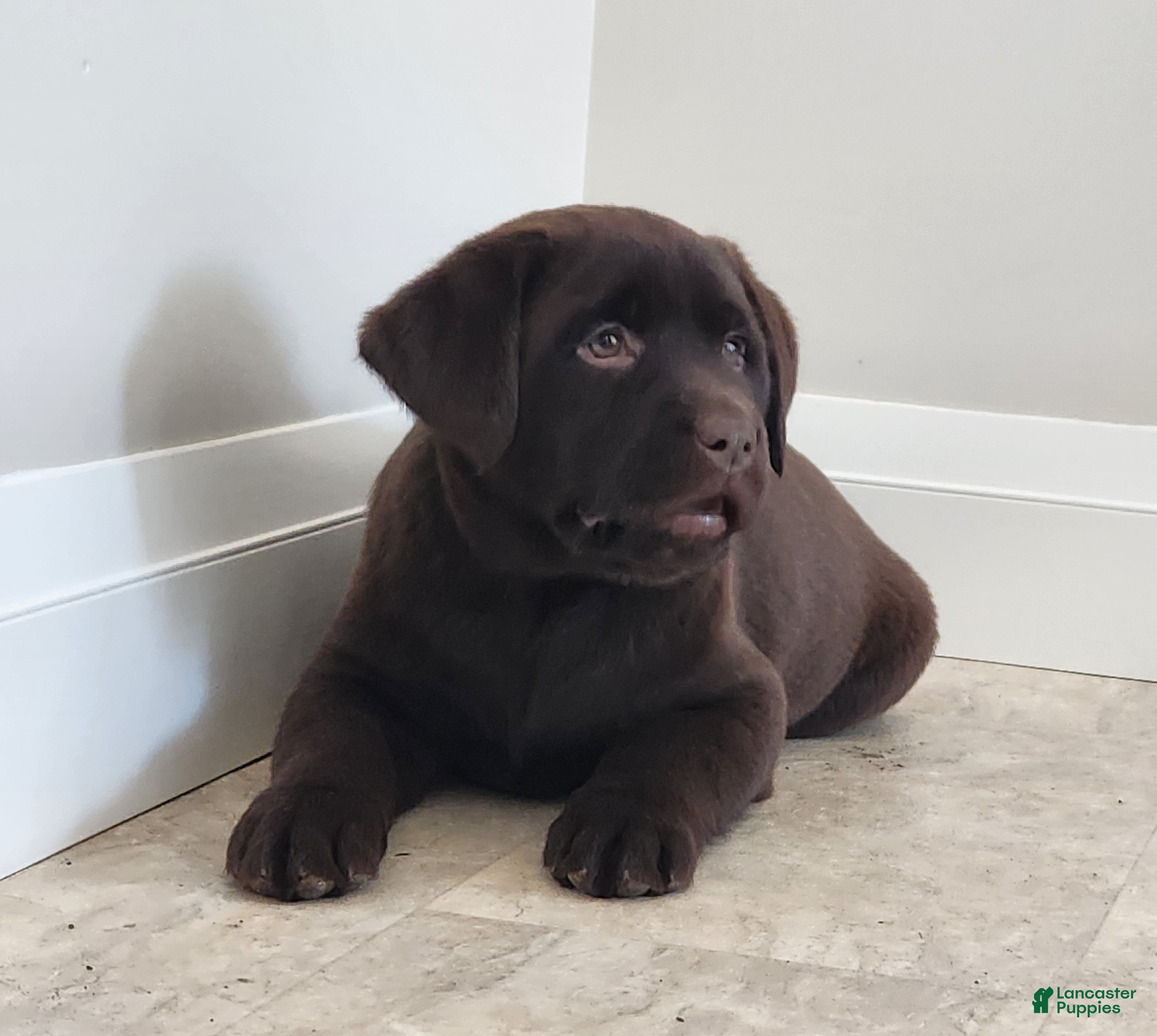 Labrador Retriever dogs Freda - Ad 10