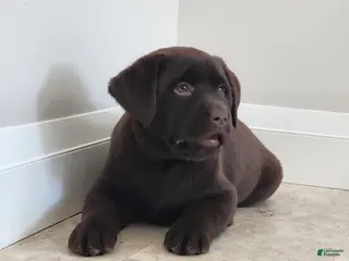 Labrador Retriever dogs Freda - Ad 10