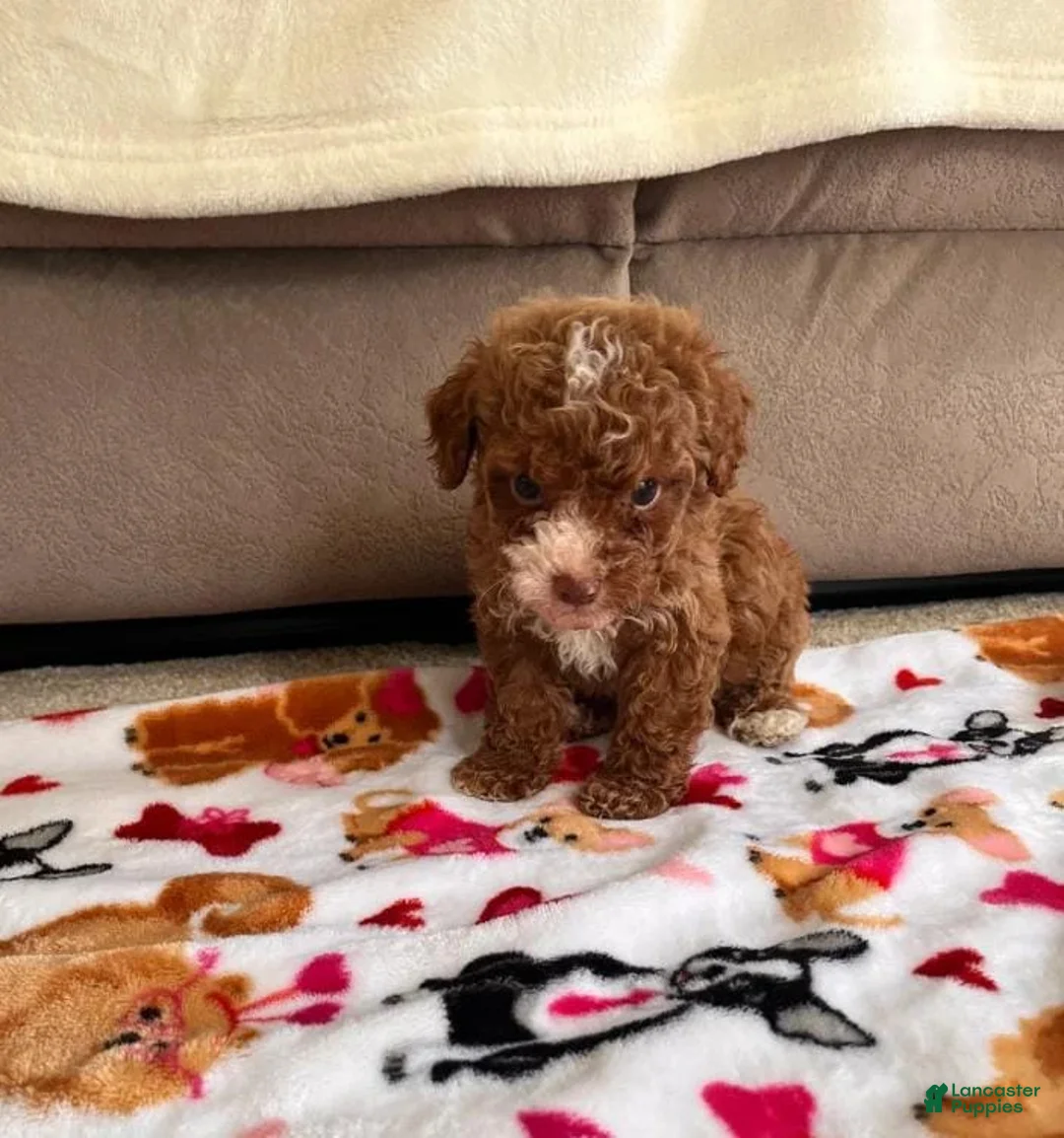 Cavapoo dogs for sale: Sara - Ad 1