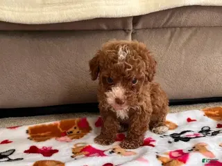 Cavapoo dogs Sara - Ad 37