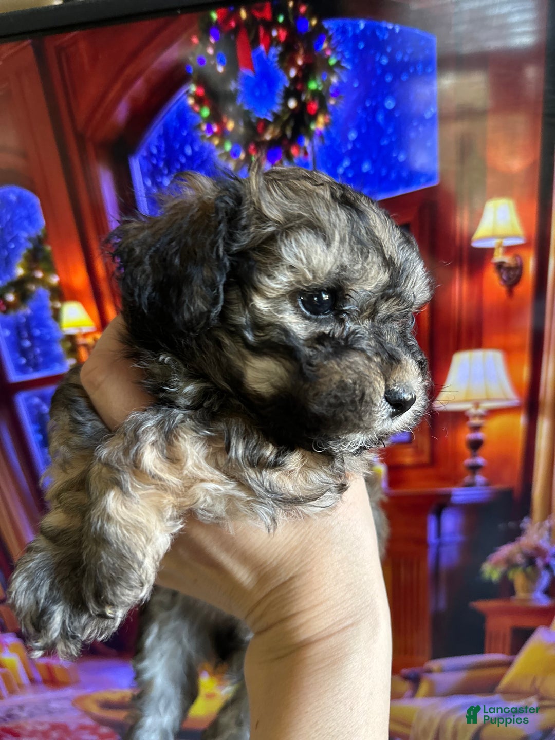 Maltipoo dogs for sale: Maltipoo Puppy 4 - Ad 4