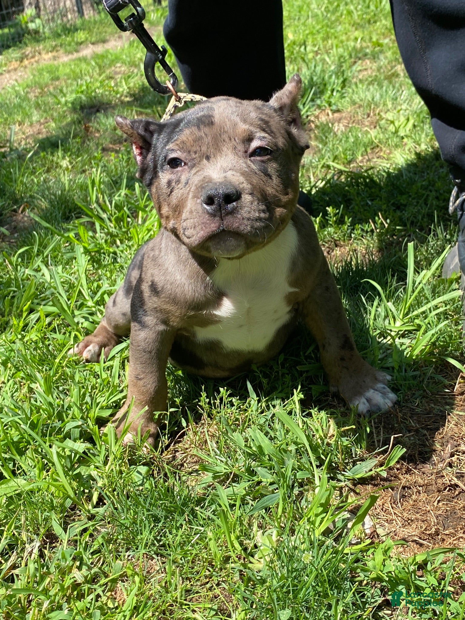 American Bully dogs American Bully 2 - Ad 16