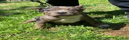 American Bully dogs for sale: American Bully 2 - Ad 1