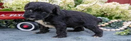 Miniature Schnauzer dogs for sale: Kylo - Ad 1