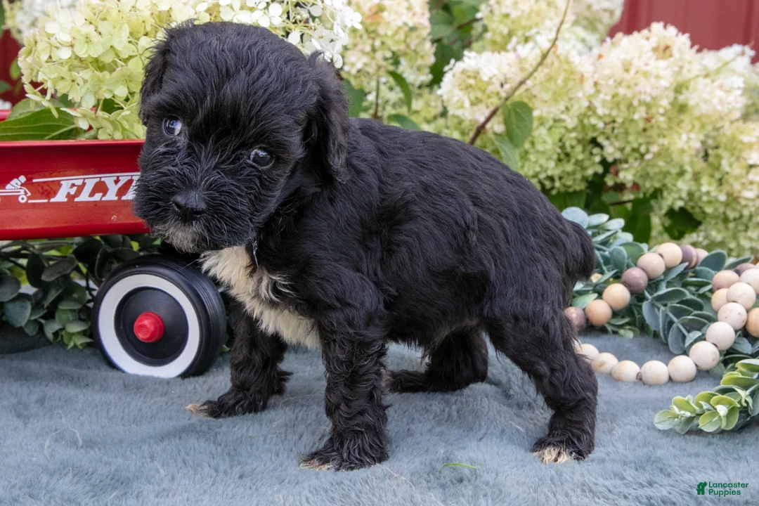 Miniature Schnauzer dogs for sale: Kylo - Ad 1