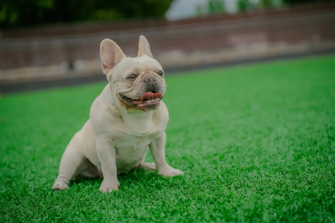 French Bulldog dogs for sale: French Bulldog - BIGGIE 🦍 - Ad 5