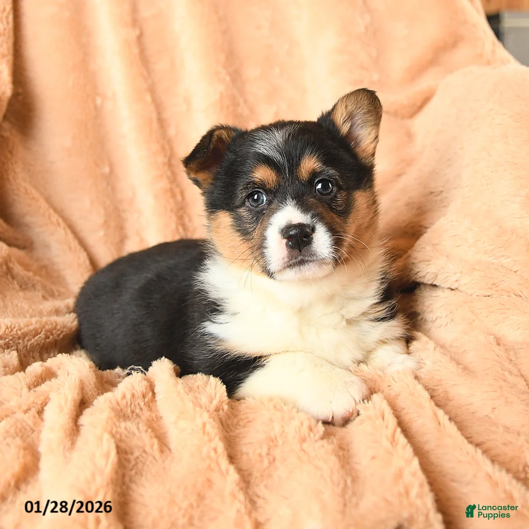 Welsh Corgi Pembroke dogs for sale: Diamond - Ad 4