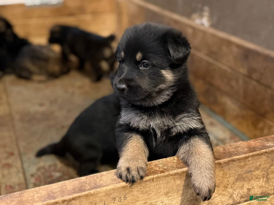 German Shepherd dogs for sale: German Shepherd Puppy 2 - Ad 7