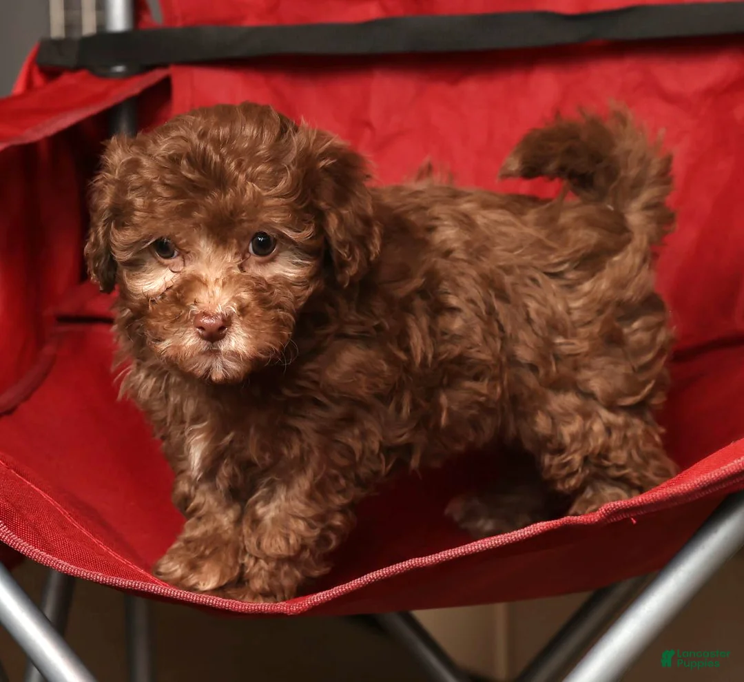 Havapoo dogs for sale: Stella - Ad 8