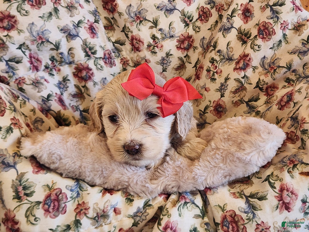 Mixed Breed dogs for sale: Lacey - Ad 2