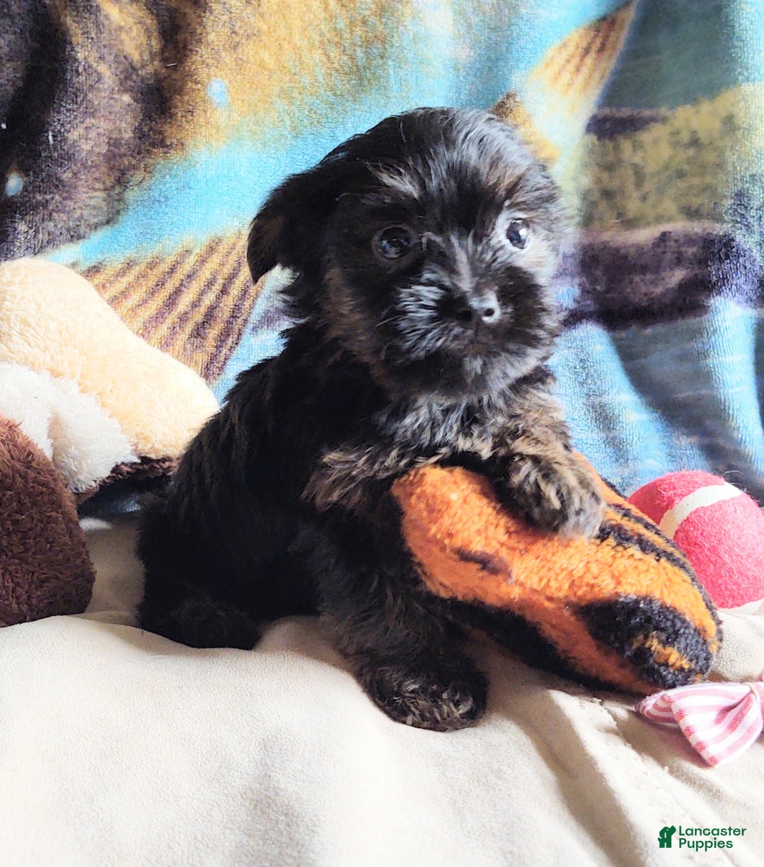Yorkiepoo dogs for sale: Chop chop  - Ad 7