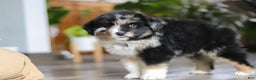 Miniature Australian Shepherd dogs for sale: Lindt - Ad 6