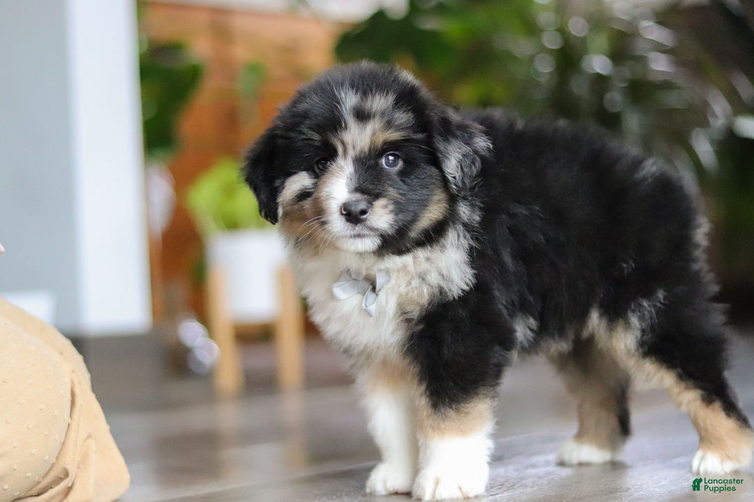 Miniature Australian Shepherd dogs for sale: Lindt - Ad 6