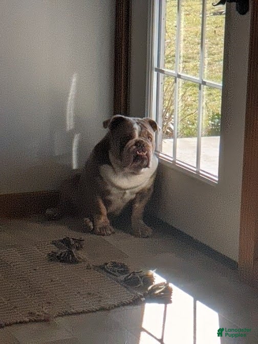 English Bulldog dogs for sale: Sir Dominic  - Ad 2