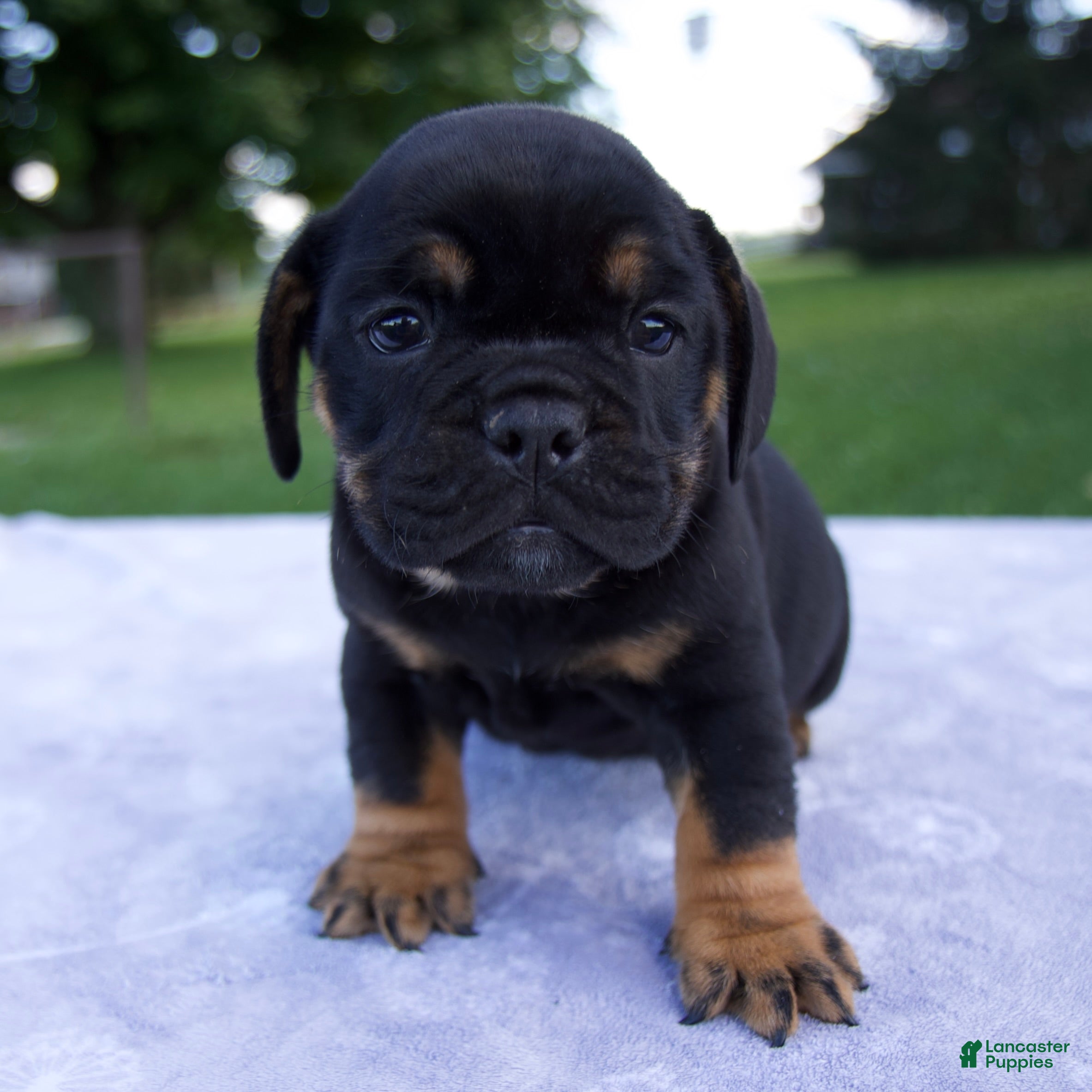 Beabull dogs Hugo - Ad 1