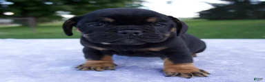 Hugo