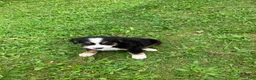 Bernese Mountain Dog dogs for sale: Akc Melinda - Ad 4