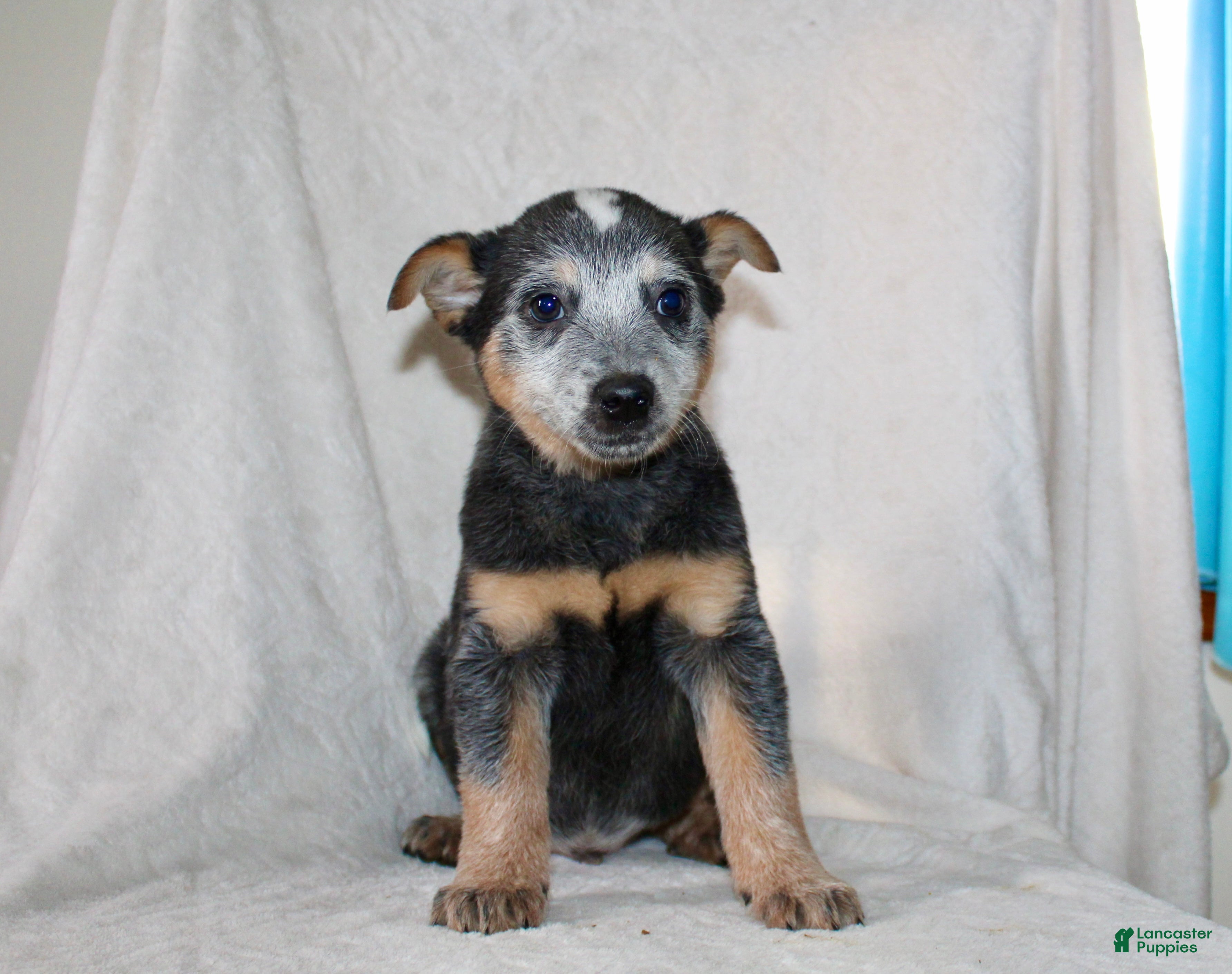 Australian Cattle Dog dogs Derick - Ad 1