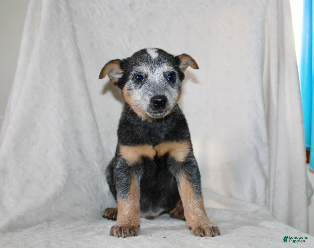 Australian Cattle Dog dogs for sale: Derick - Ad 1