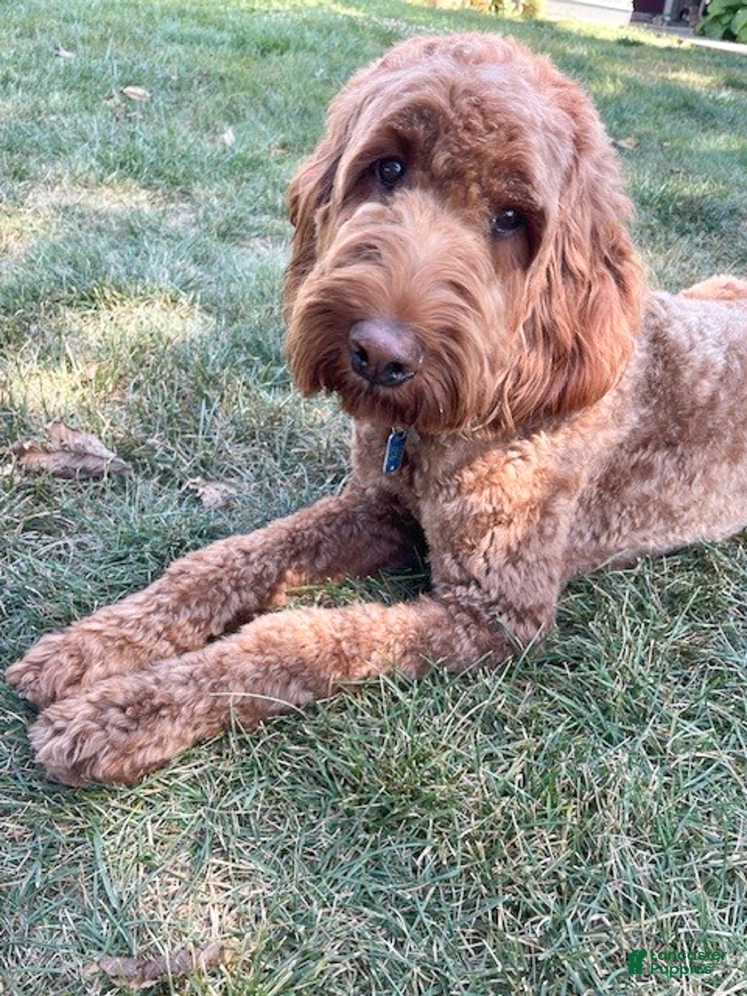 Irish Doodle dogs for sale: Archie - Ad 2