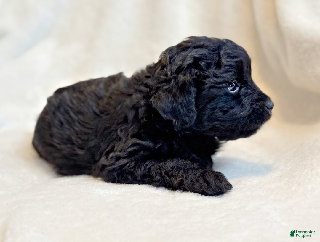 Mini Aussiedoodle dogs for sale: Riggs - Ad 2