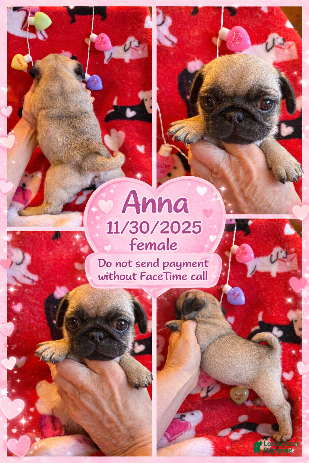 Pug dogs Pug Puppy 5 - Ad 36