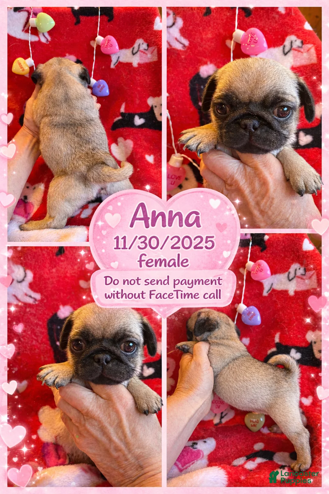 Pug dogs for sale: Pug Puppy 5 - Ad 1