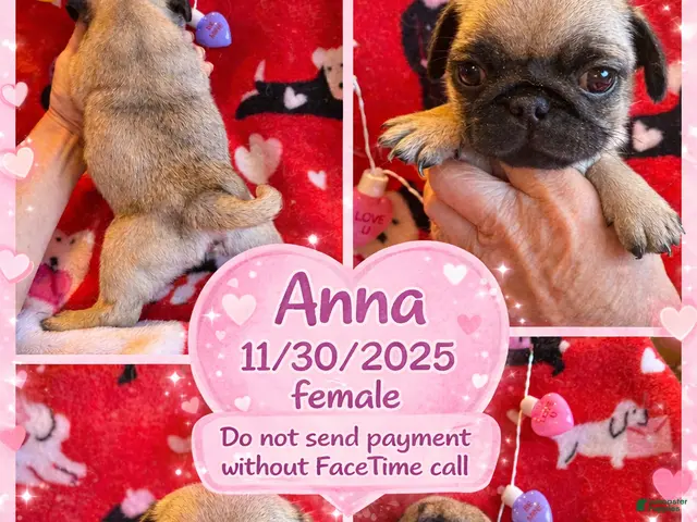 Pug dogs for sale: Pug Puppy 5 - Ad 36