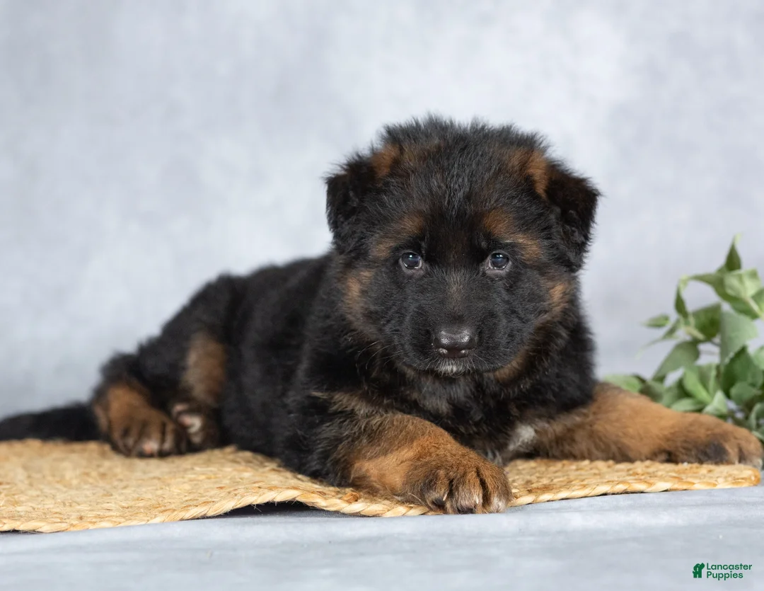 German Shepherd dogs for sale: Ben - Ad 1